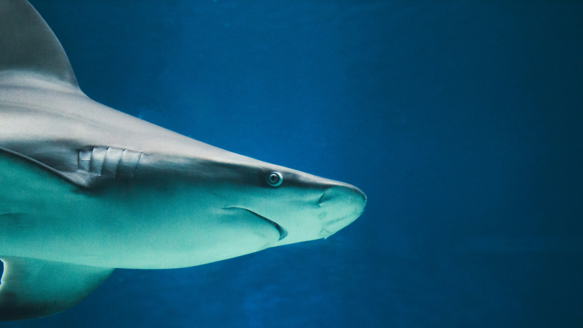 Close-up detail of a shark's head underwater