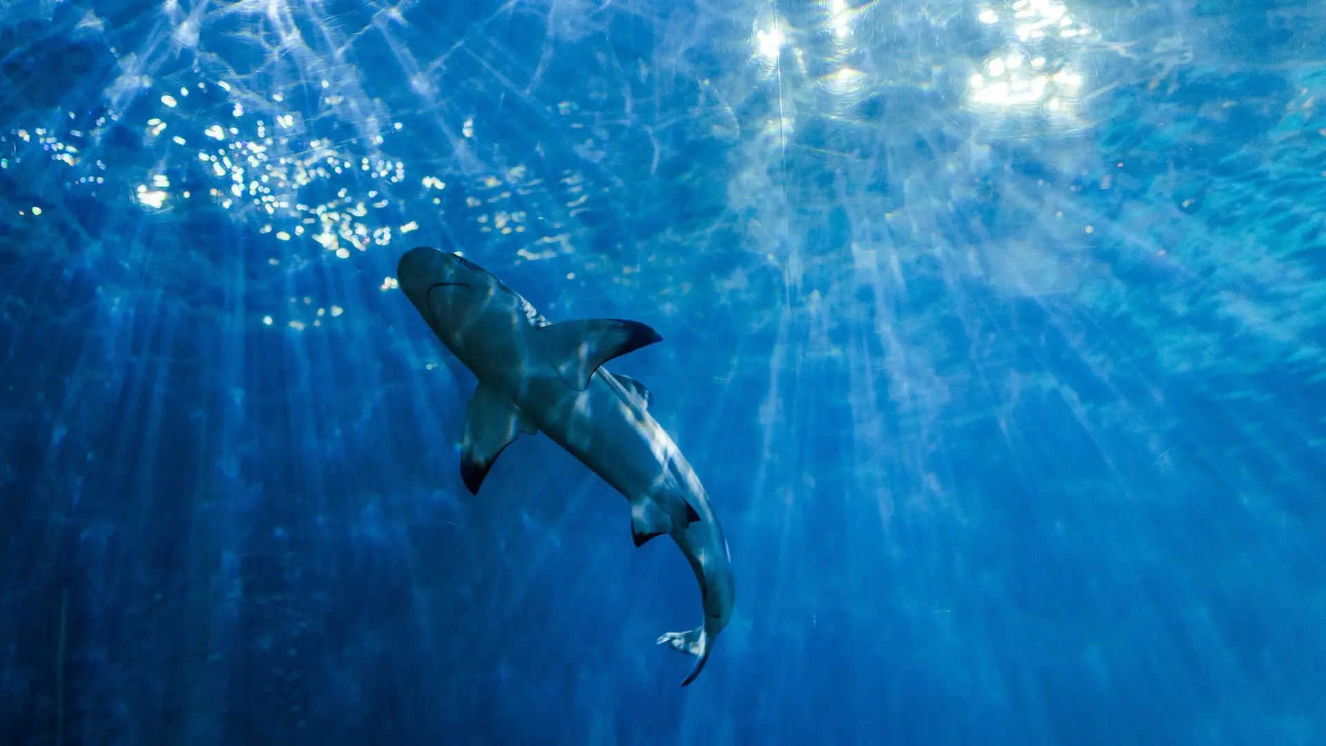 Shark swimming near the ocean surface with sunlight filtering through the water
